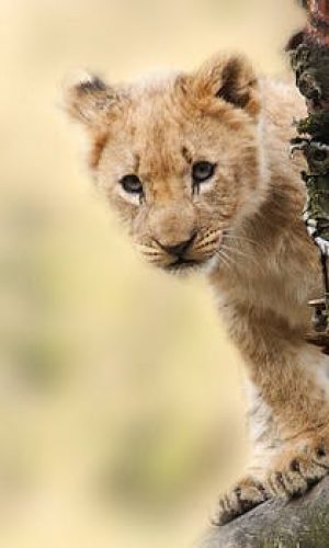 lion-animal-nature-predator-40835.jpeg